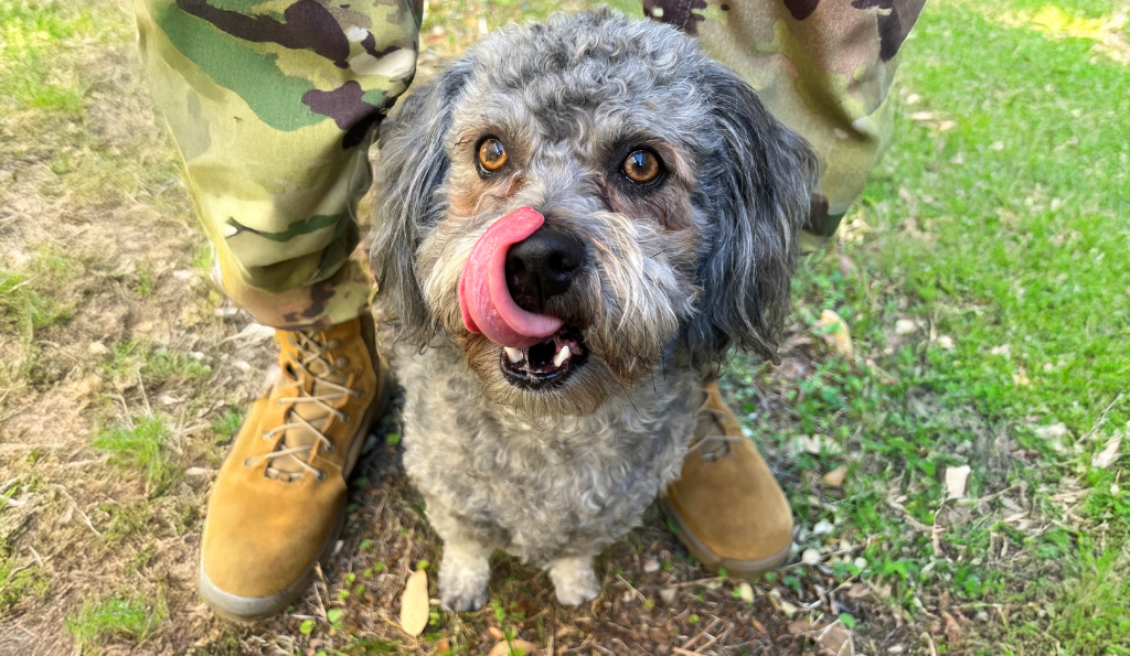 Photo of small dog.
